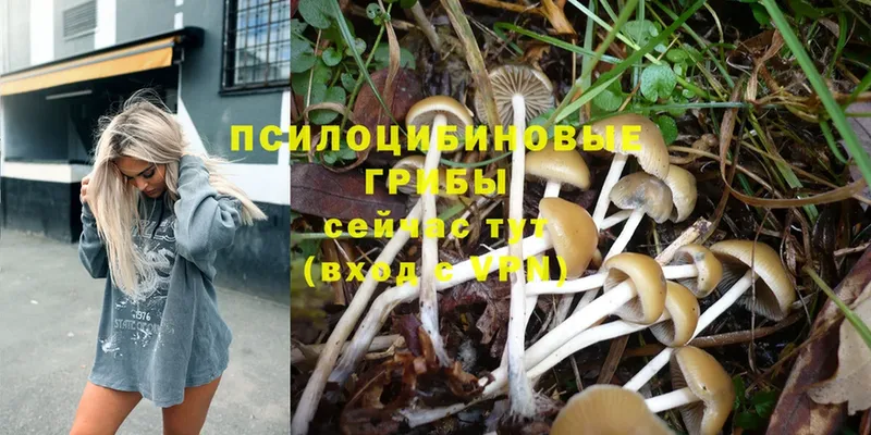 Галлюциногенные грибы Psilocybe  хочу   Горно-Алтайск 